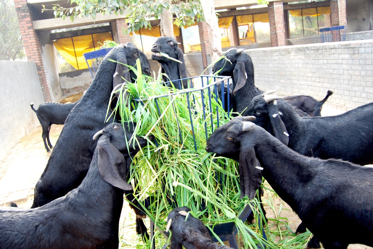 Goat farming